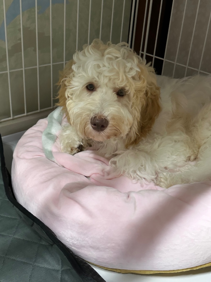 しらたまの子犬の頃