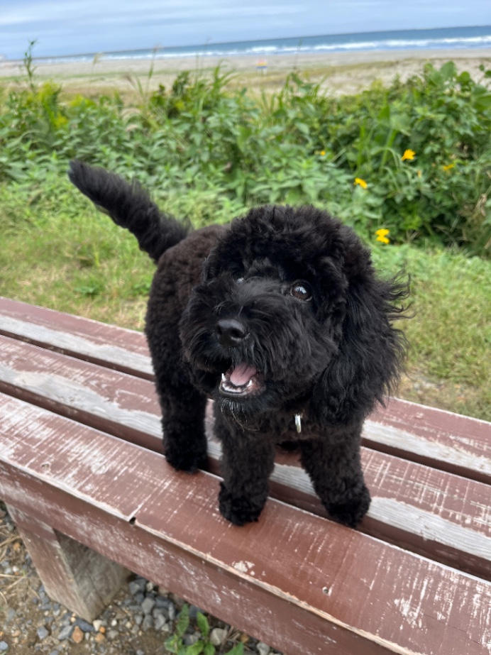 ペロの子犬の頃