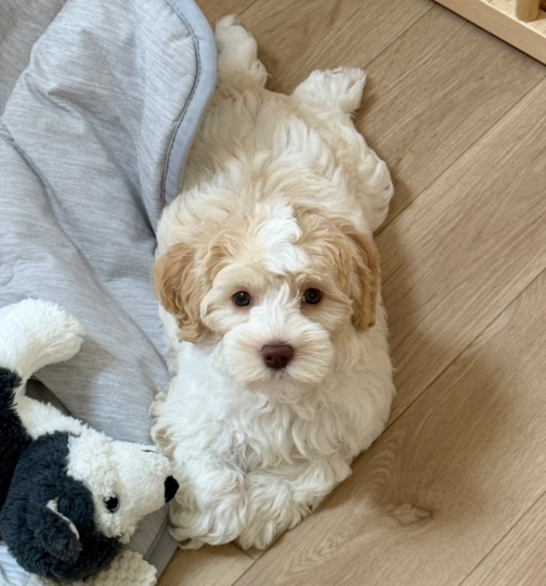 うるるの子犬の頃