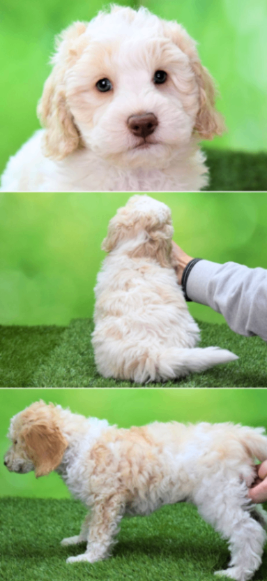 セナの子犬の頃