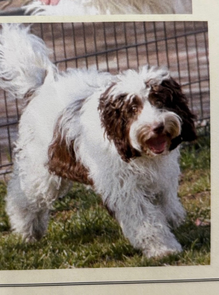 チルの子犬の頃