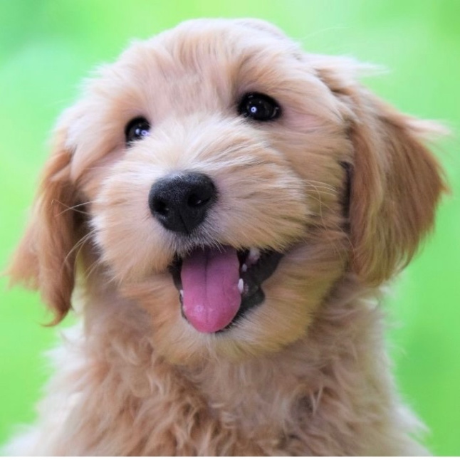 リブの子犬の頃