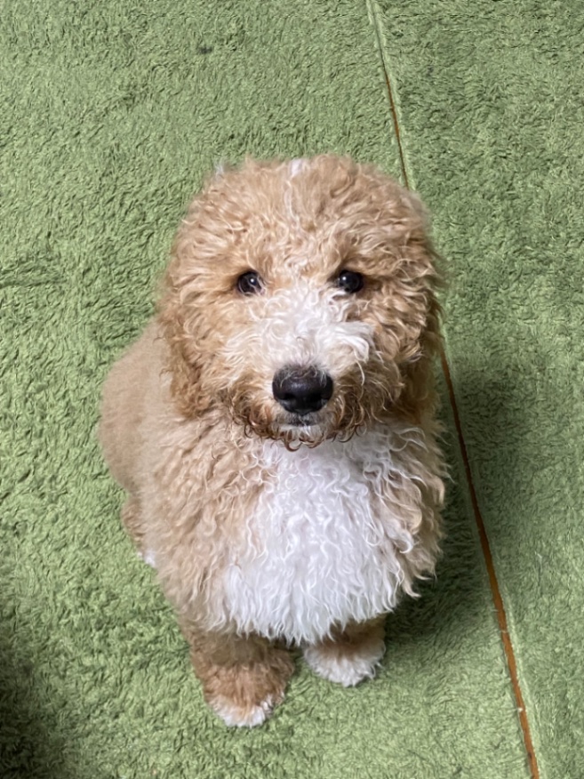 モナの子犬の頃