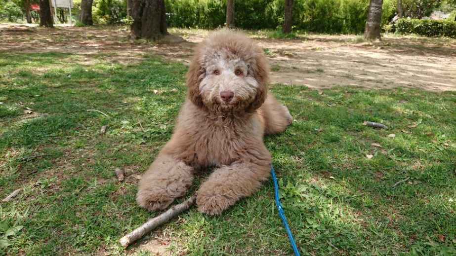 ロビーの子犬の頃