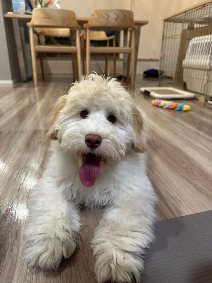 ベイの子犬の頃