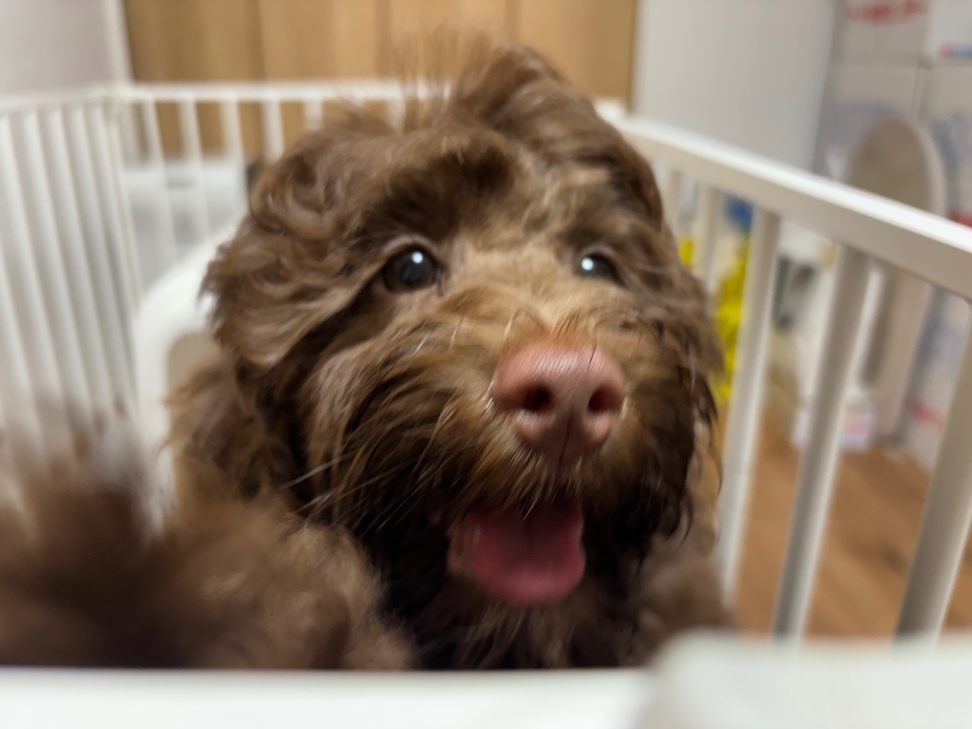 Belleの子犬の頃