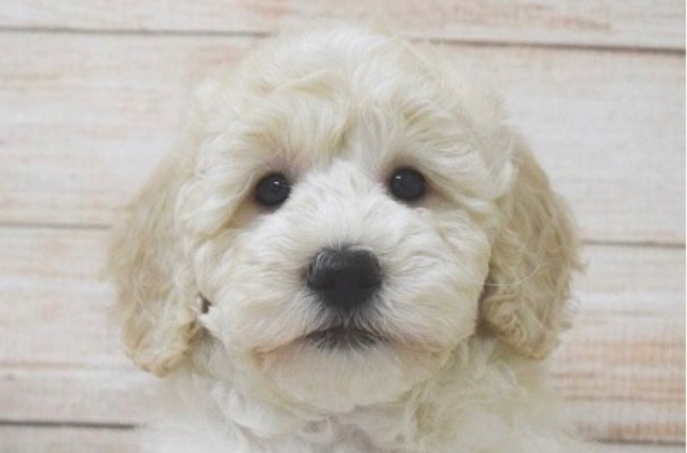 MOELLEUXの子犬の頃