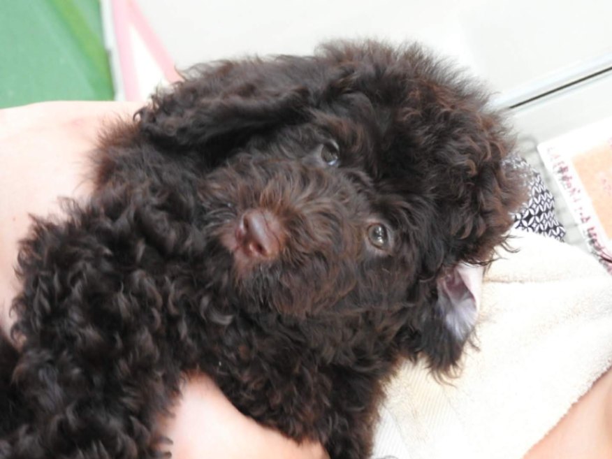 アビーの子犬の頃