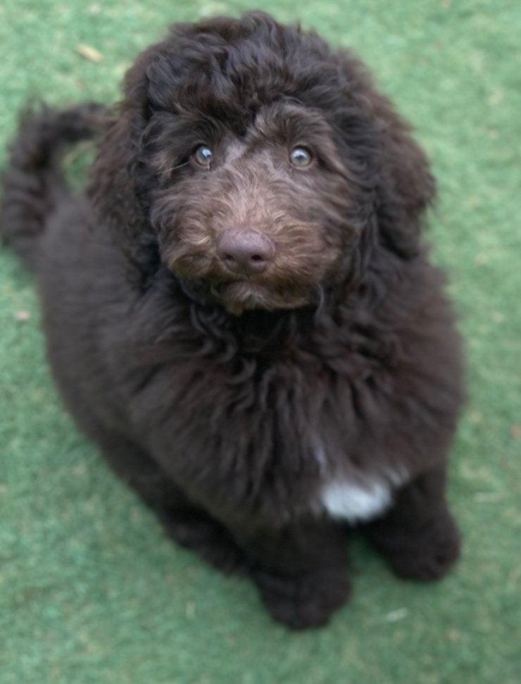 風花の子犬の頃
