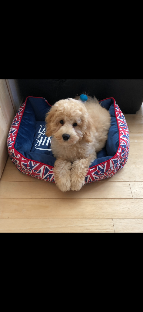 真凜（まりん）の子犬の頃