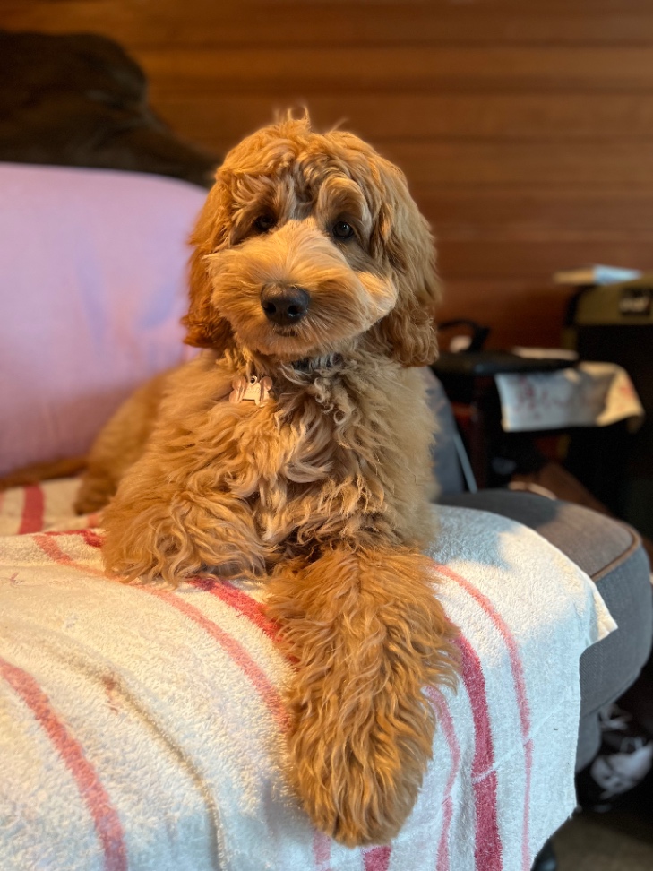 チャイの子犬の頃