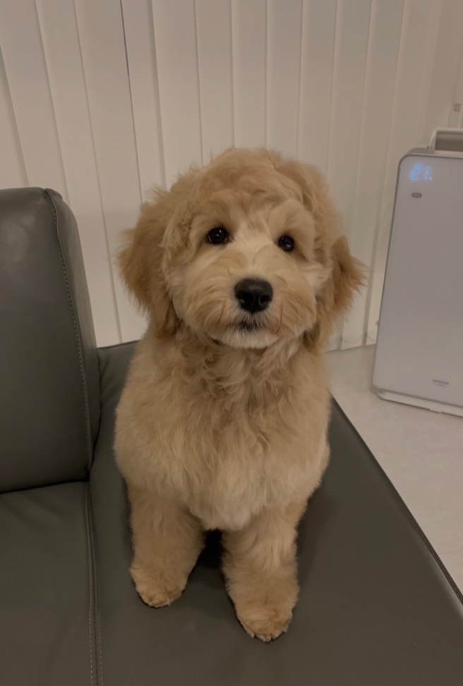 サラの子犬の頃