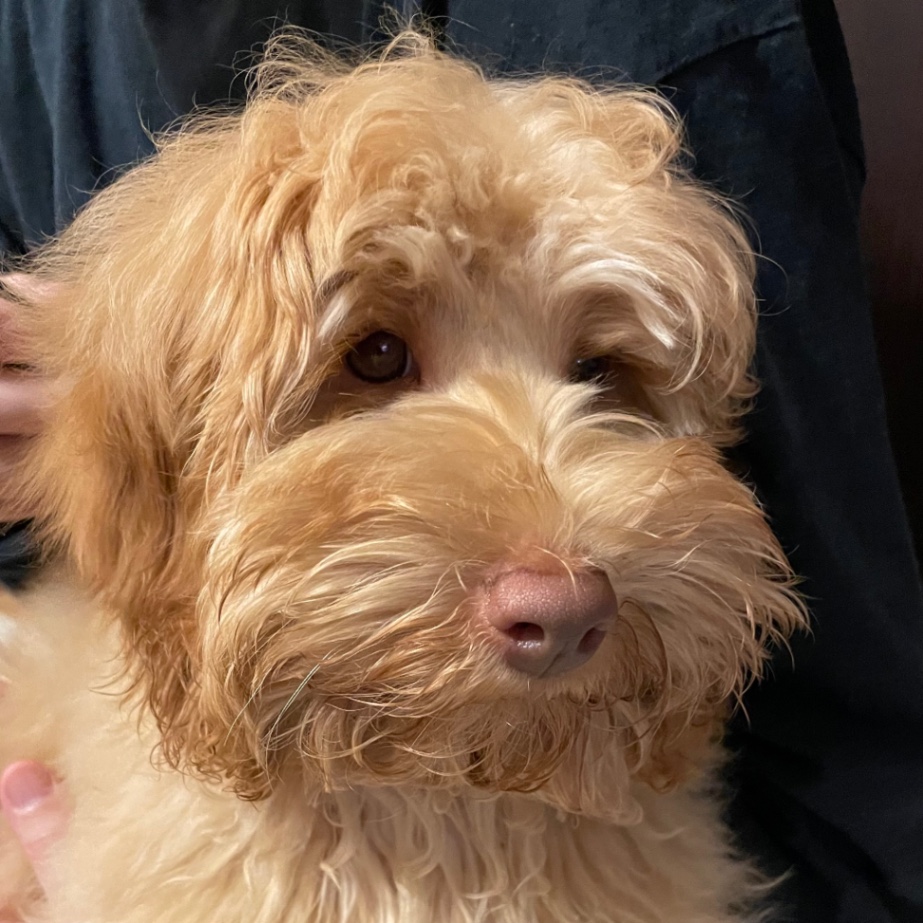 エマの子犬の頃