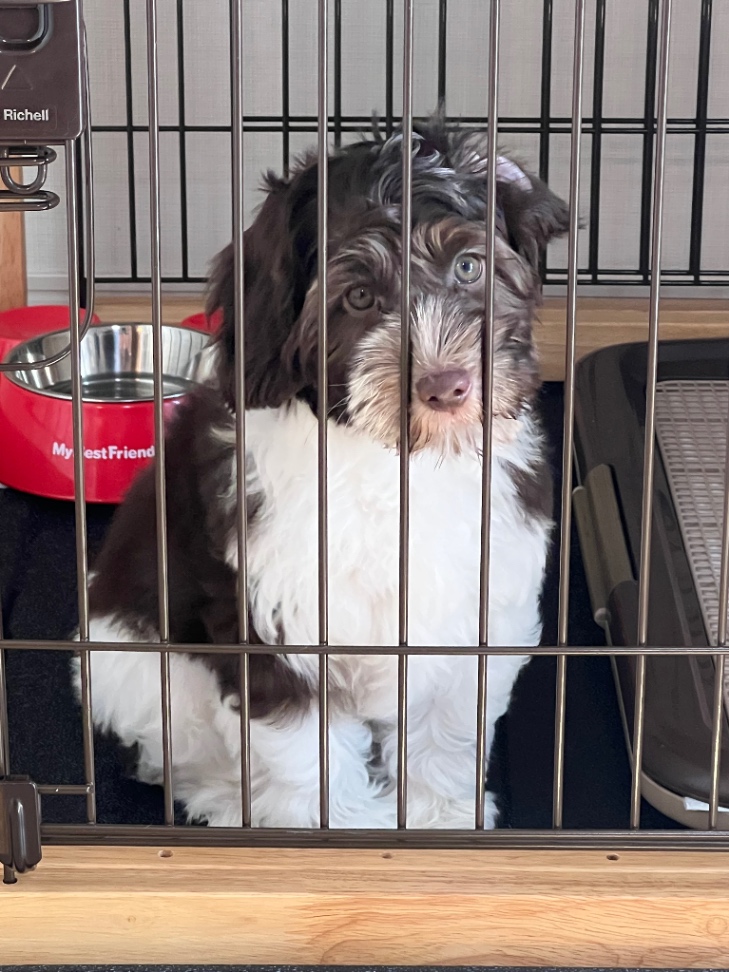 うるちゃんの子犬の頃