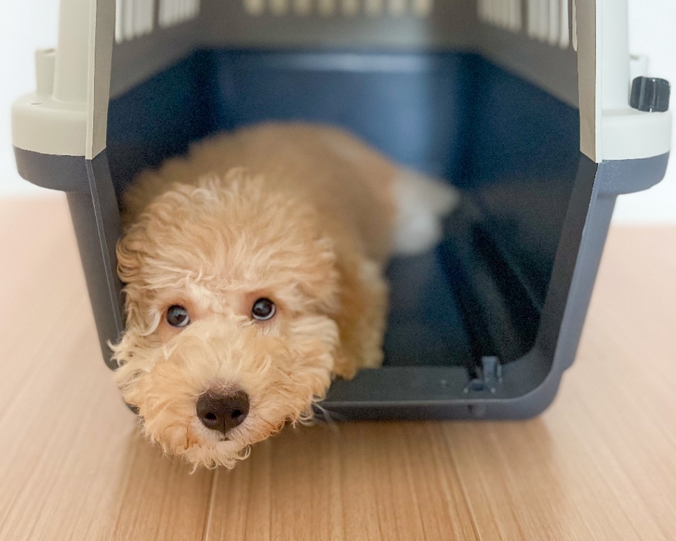 TAYLOR テイラーの子犬の頃