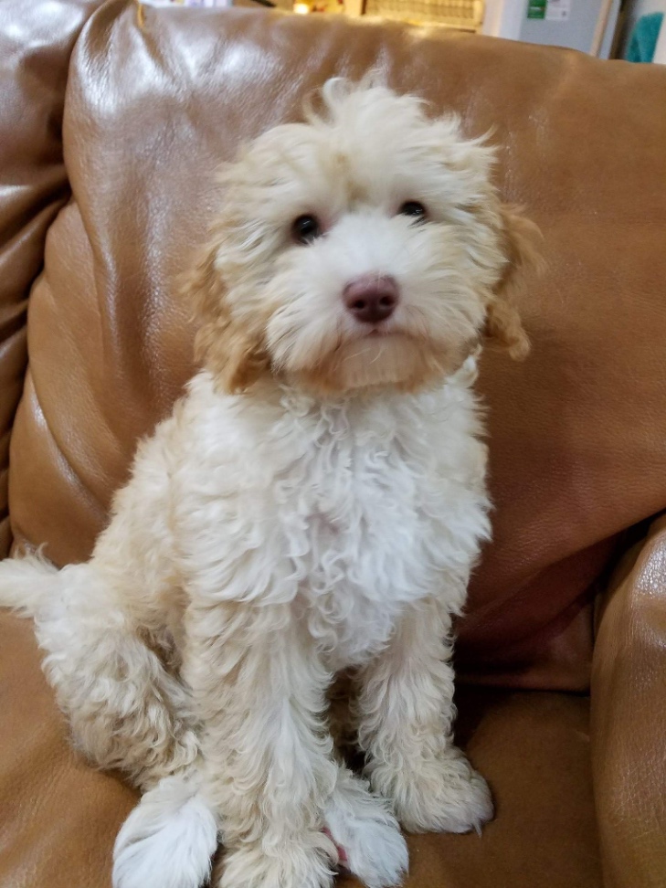 マロンの子犬の頃