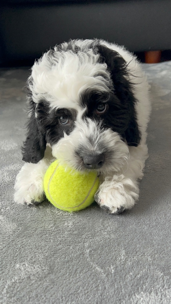 愛（いと）の子犬の頃
