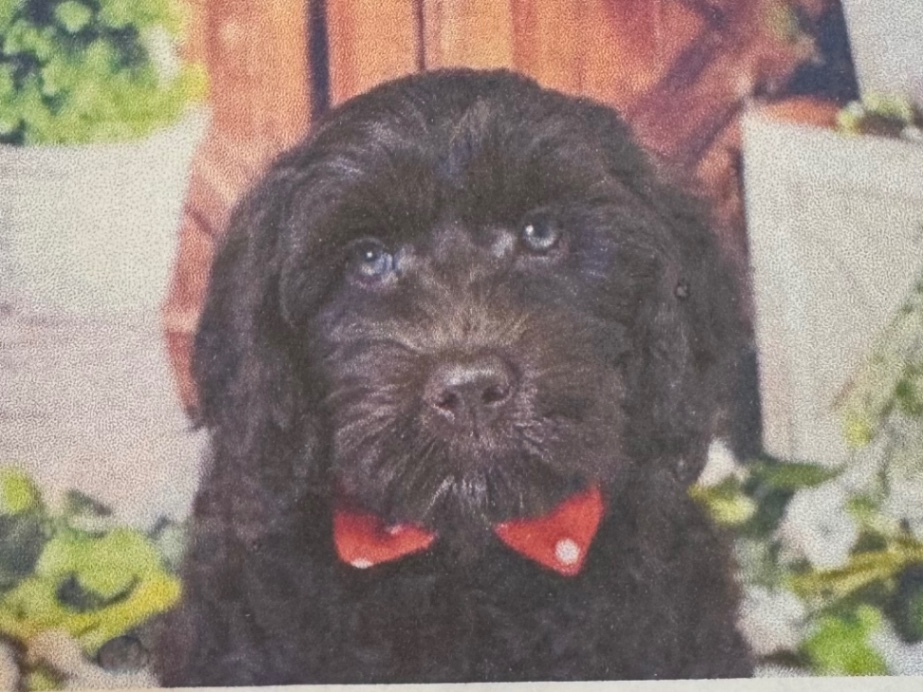 ラビの子犬の頃