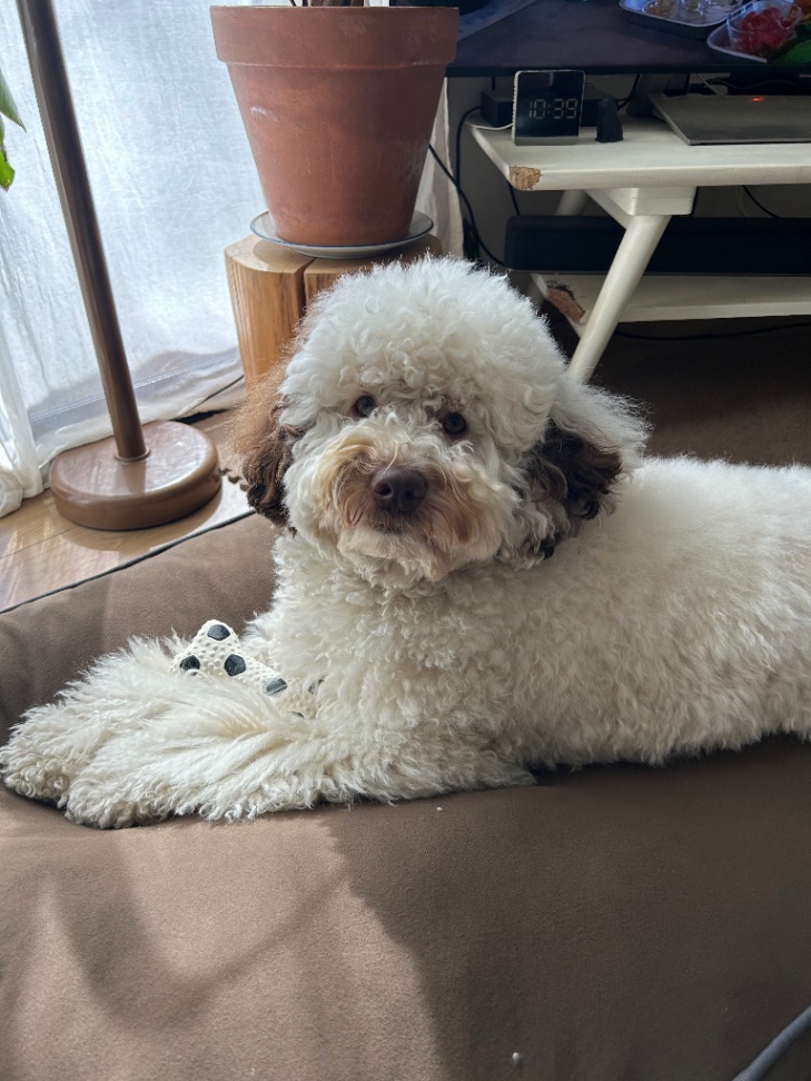 ジェントルの写真