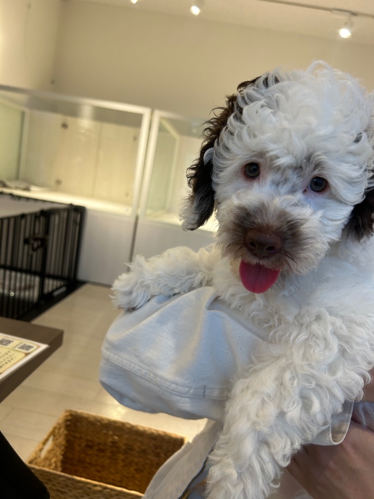 ジェントルの子犬の頃