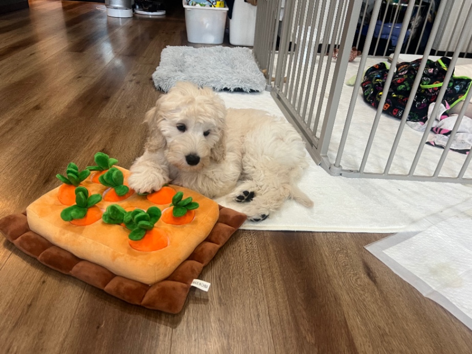 エースの子犬の頃