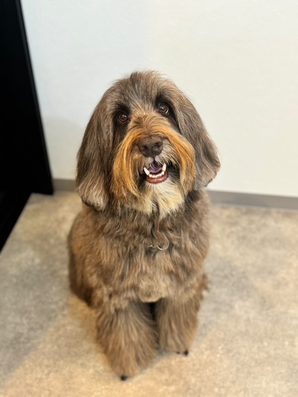 ライリーの写真