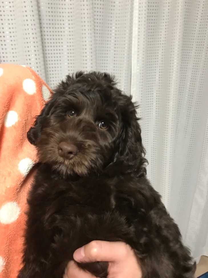 ライリーの子犬の頃