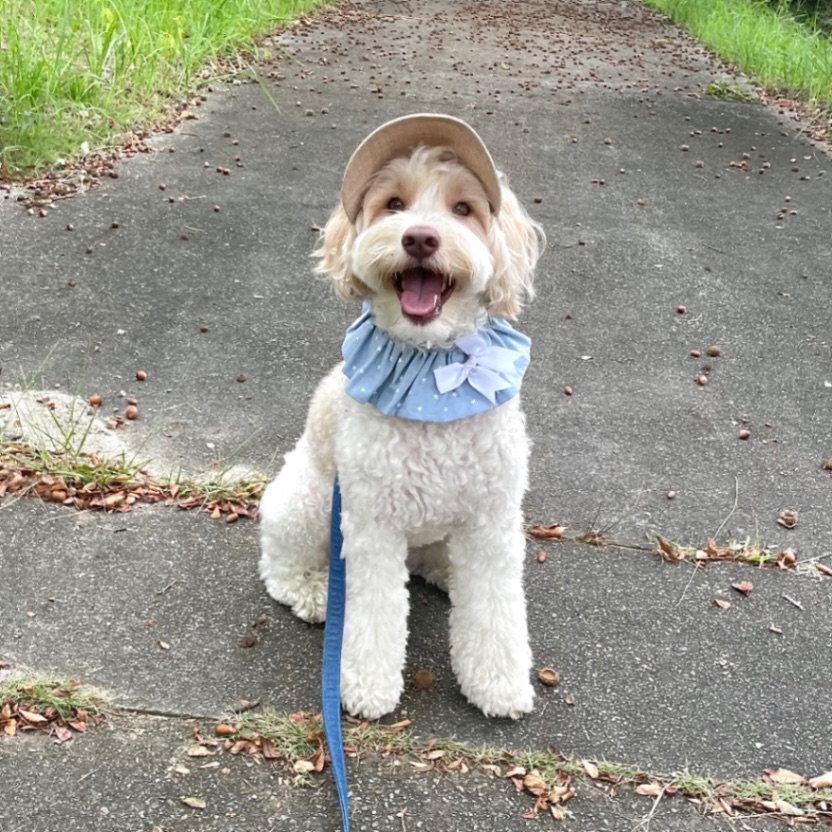 アンディの写真