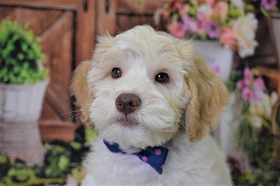 アンディの子犬の頃