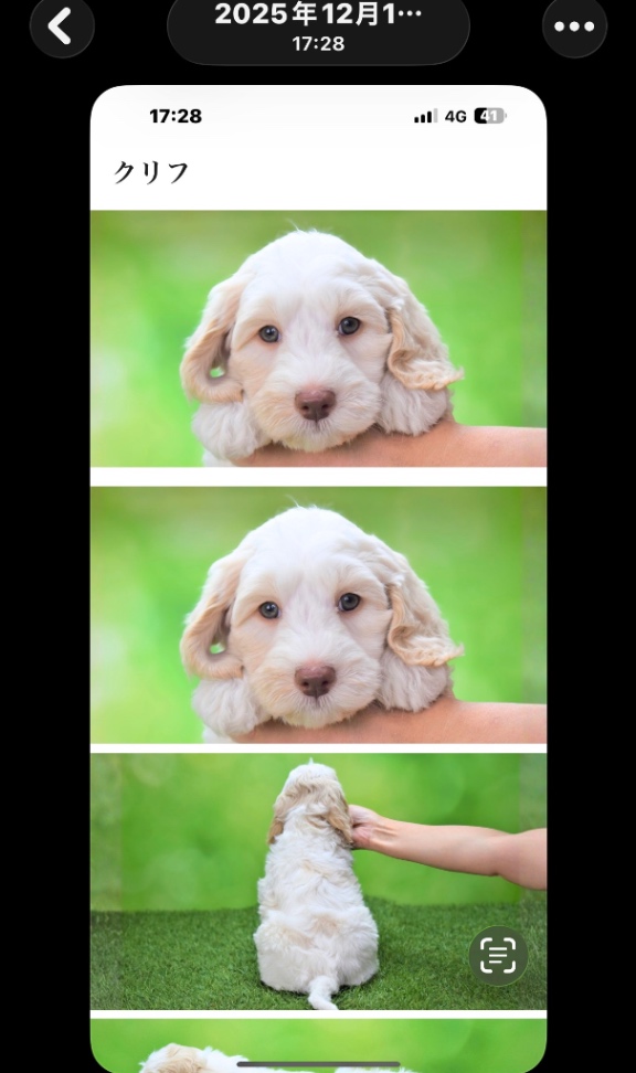 クリフの子犬の頃