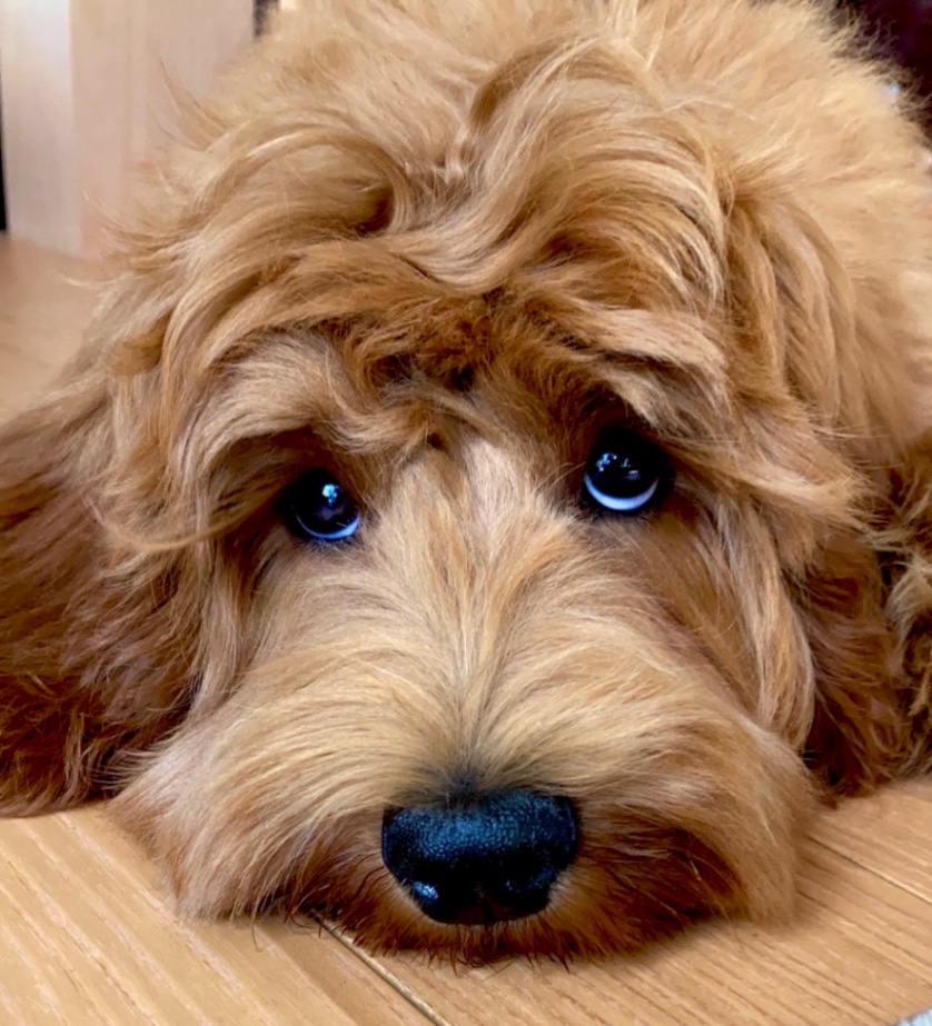 Shellyの子犬の頃