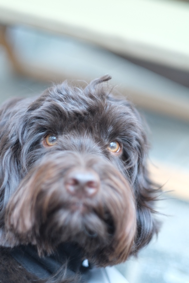 つなよしの写真