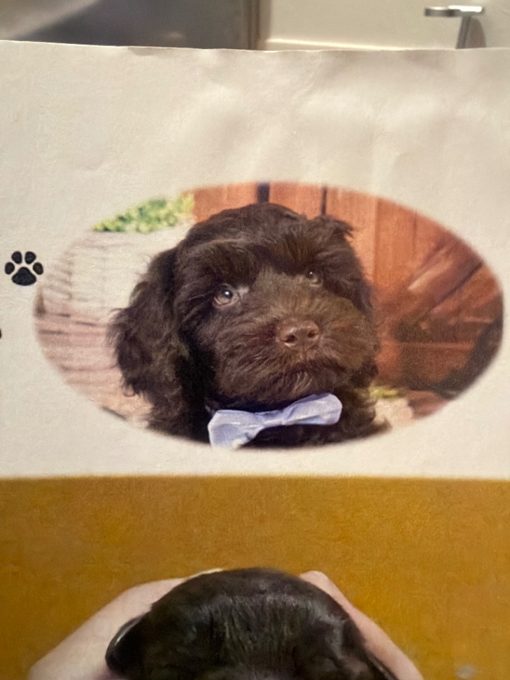 つなよしの子犬の頃