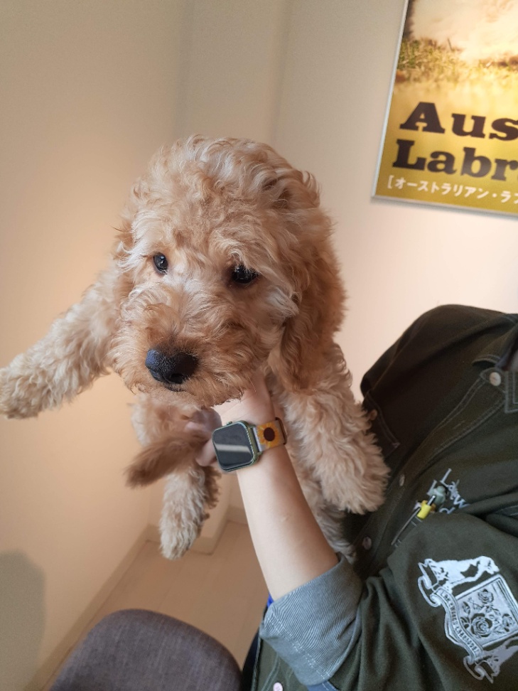 うるの子犬の頃