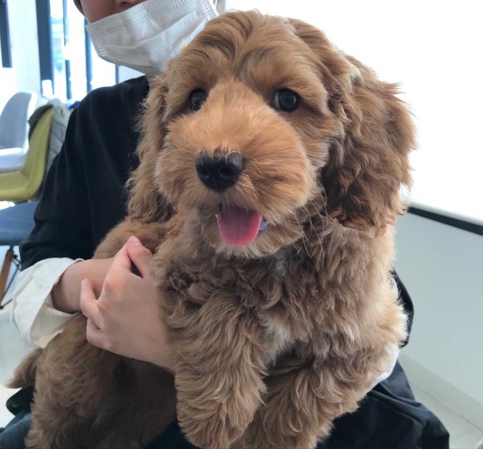 マロンの子犬の頃