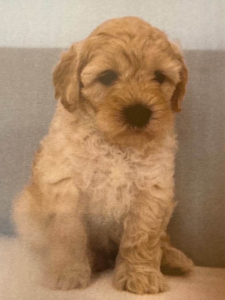 ベルの子犬の頃