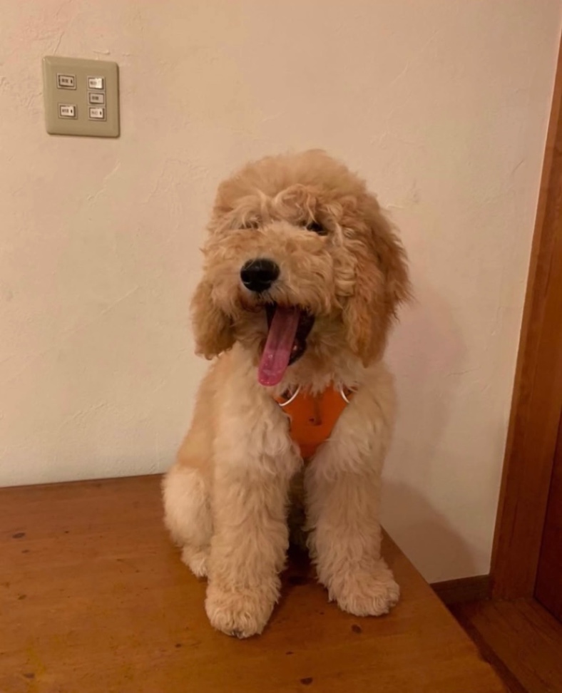 ルークの子犬の頃