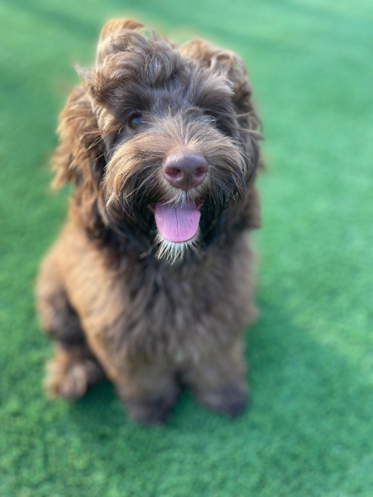 Amberの子犬の頃