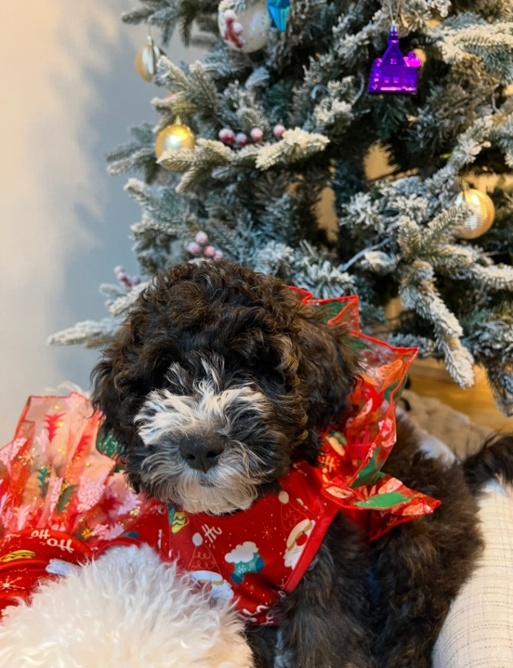 メリアの子犬の頃