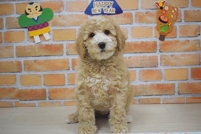 ルナの子犬の頃