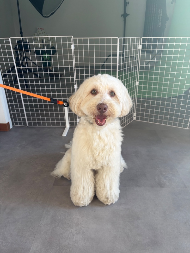 Quincyの子犬の頃