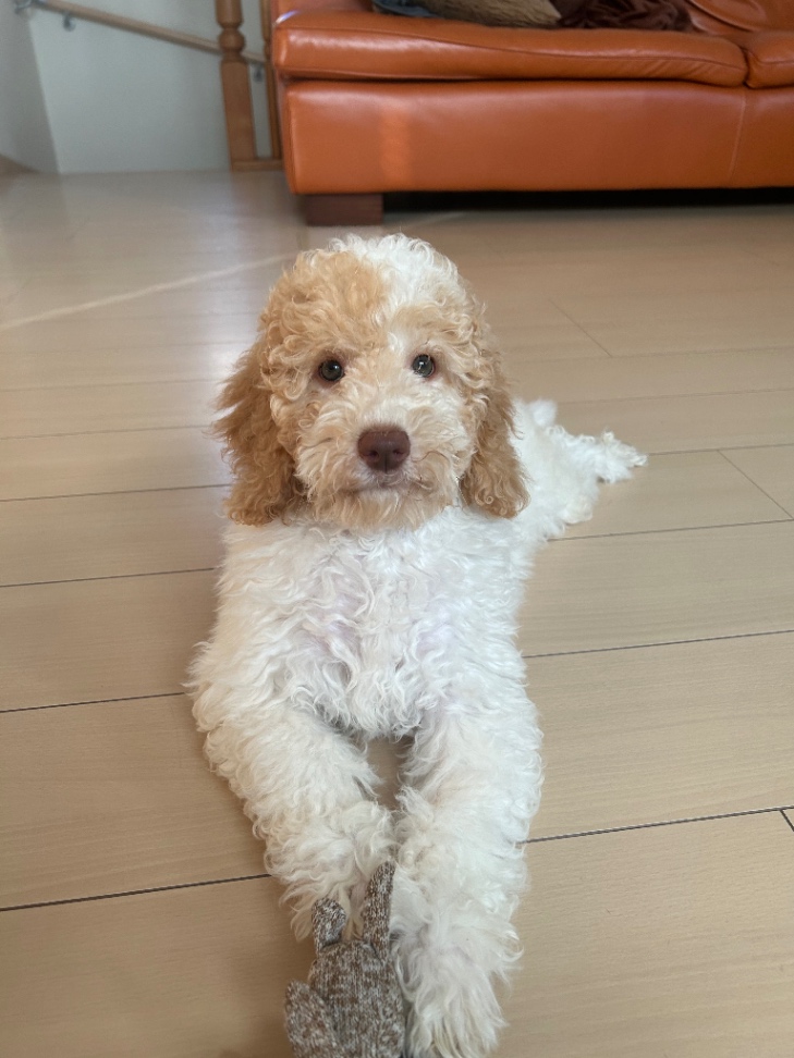 LALAの子犬の頃