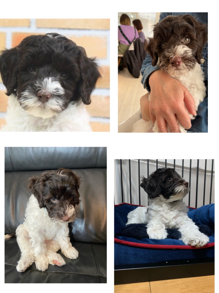 TEANA(ティアナ)の子犬の頃