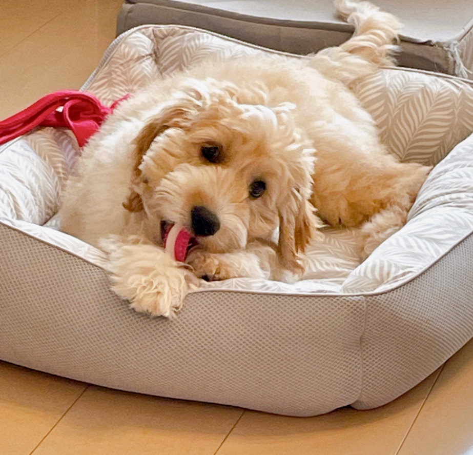 ルルの子犬の頃