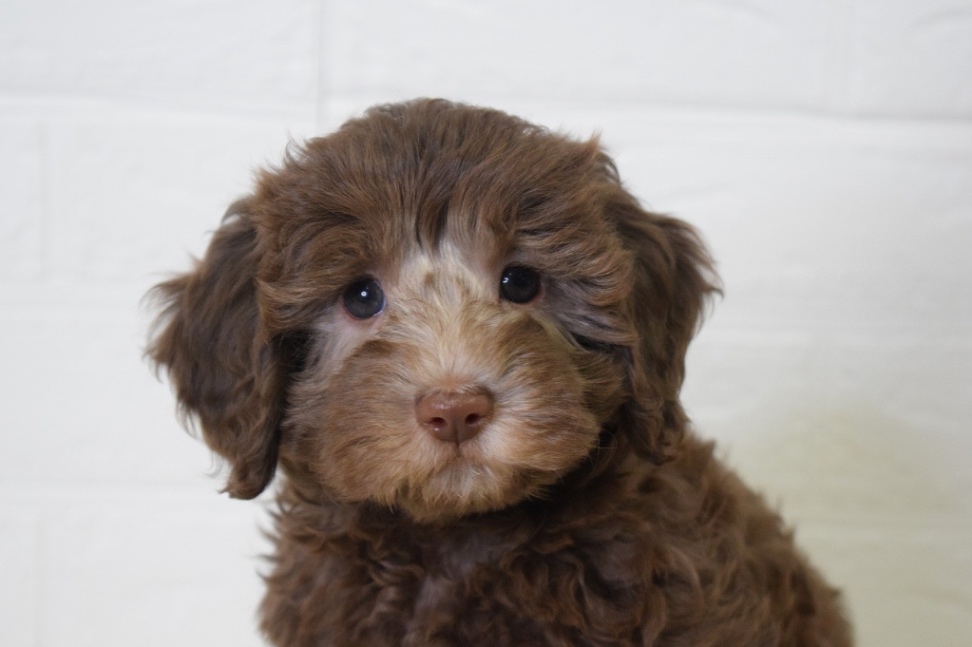 いおなの子犬の頃