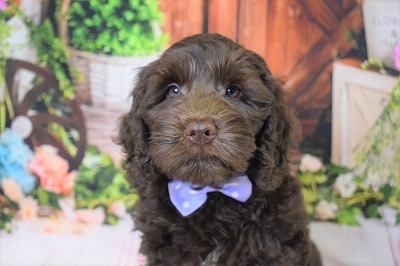 まるの子犬の頃