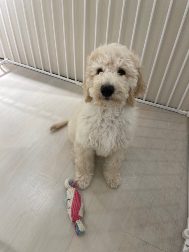 もふの子犬の頃